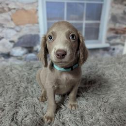 Scout - male Weimaraner puppy in Evart, Michigan from Drehbar Weimaraners