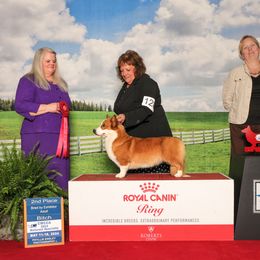 Cardigan Welsh Corgi All Grown Up from Heulwen Cardigans