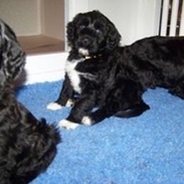 Portuguese Water Dog Puppies from Maritimo Portuguese Water Dogs
