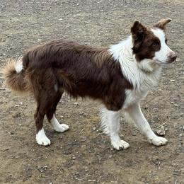 Border Collie puppies from Smokey Mountain Vizslas