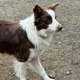 Border Collie puppies from Smokey Mountain Vizslas