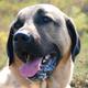 Kangal