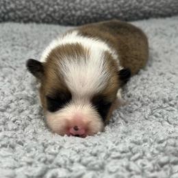 Stella - Sable and white female American Corgi puppy in Waco, Texas from The Comma Corgis
