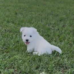 Buddy - White male West Highland White Terrier puppy in Scurry, Texas from Davis Westies