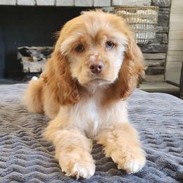 Bri - Buff and white female Cocker Spaniel puppy in Howell, Michigan from Robbin's Treasures