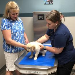 Betty (aqua collar) - Golden female Golden Retriever puppy in Webster City, Iowa from Whispering Pines Precious Puppies