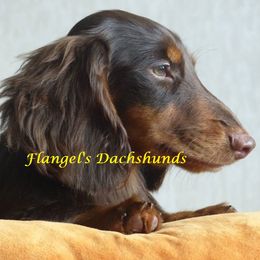 Bismark - Dachshund