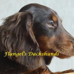 Bismark - Dachshund