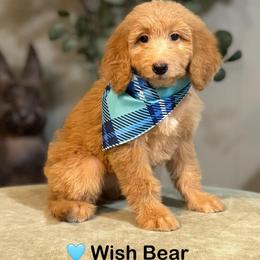 Wish Bear- Teal Collar - Apricot female Goldendoodle puppy in Bay City, Texas from Charming Doods Goldendoodles