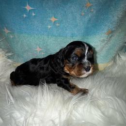 Romeo - Black and tan male Cavalier King Charles Spaniel puppy in Broken Arrow, Oklahoma from Cavalier King Charles Heartland