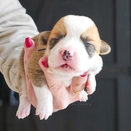 Matt Dillon - Red male Pembroke Welsh Corgi puppy in Fortine, Montana from North Star Pembroke Welsh Corgi's