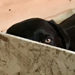 Labrador Retriever All Grown Up from Rocky Mountain Dogs - Utah