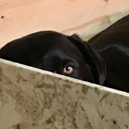 Labrador Retriever All Grown Up from Rocky Mountain Dogs - Utah
