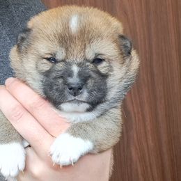 Muffin - Sesame Shiba Inu puppy in Iowa from Jordan's Shiba Inu