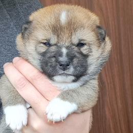 Muffin - Sesame Shiba Inu puppy in Iowa from Jordan's Shiba Inu