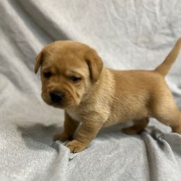 Green - Yellow male Labrador Retriever puppy in Iowa City, Iowa from Country Road Acres