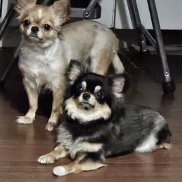 Chihuahua All Grown Up from CristinaXio Chihuahuas