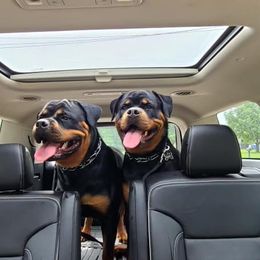 Rottweiler Puppies from Bronx Von Bridges Rottweilers