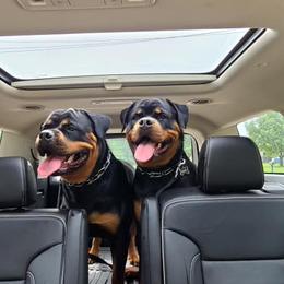 Rottweiler Puppies from Bronx Von Bridges Rottweilers