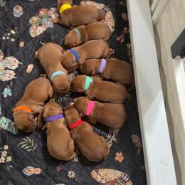 Golden Retriever puppies from Solari Kennels