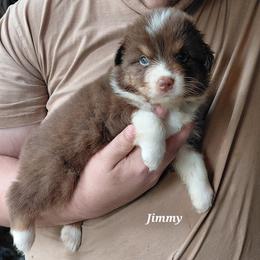 JIMMY - Red tri-color male Australian Shepherd puppy in Elk Creek, Missouri from Hearts on Fire Australian Shepherds