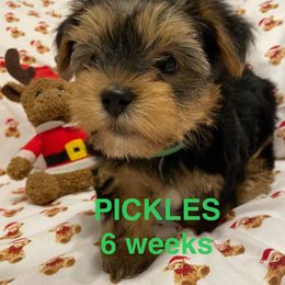 Pickles - Black and tan male Yorkshire Terrier puppy in Forest, Virginia from Majestic Touch Kennels and Pet Services
