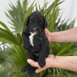 Yellow - Black female Goldendoodle puppy in Cape Coral, Florida from Magnolia Doodles co.