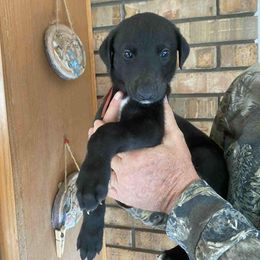 Greyhound Puppies from Trapple's Custom K-9's