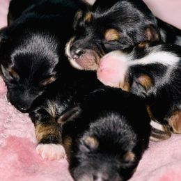 Aussiedoodles and Yorkipoos from Praised Pooches