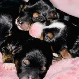 Aussiedoodles and Yorkipoos from Praised Pooches