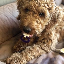 Goldendoodle Puppies from Amberdoodles