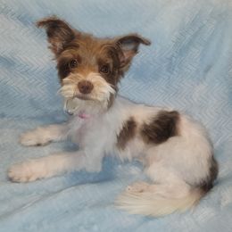 Indie - Yorkshire Terrier