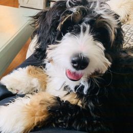 Bernedoodles and Goldendoodles from Cottrell’s Poodles & Doodles