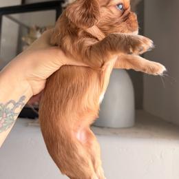 Cavalier King Charles Spaniel and Cavapoo Puppies from Unicorn Tears and Cavaliers