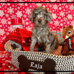 Goldendoodle Puppies from Cocoa Doodles