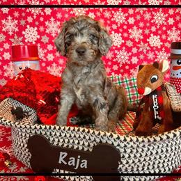 Goldendoodle Puppies from Cocoa Doodles