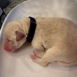 Male Black Collar - Cream male Double Doodle puppy in Norfolk, Virginia from Móraí’s Doodles