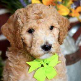 Goldendoodles from Midwest Country Doodles