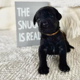 Lasso - Black male Labradoodle puppy in Elizabeth City, North Carolina from Howdy Doodles