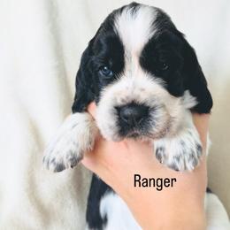 Ranger - Black and white male English Springer Spaniel puppy in Casa Grande, Arizona from The Spaniel Garden