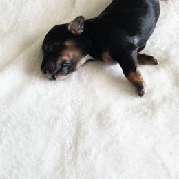 Bernedoodle Puppies from Minnie's UpNorth Doodles