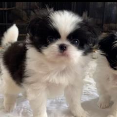 Japanese Chin Puppies from Montra Japanese Chin