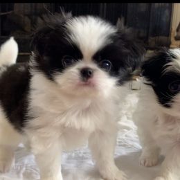 Japanese Chin Puppies from Montra Japanese Chin