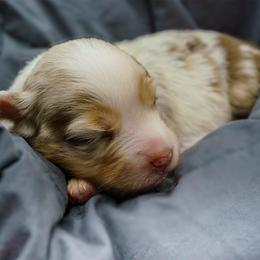 Miracle - Red merle female Miniature American Shepherd puppy in Allentown, Pennsylvania from Great Companions MAS -Pennsylvania