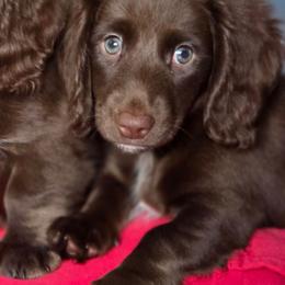 Hades - Chocolate and tan male Dachshund puppy in Hoquiam, Washington from Heyd's Mini Dachshunds