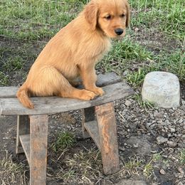 Golden Retriever Puppies from Copper Tail Golden Retrievers