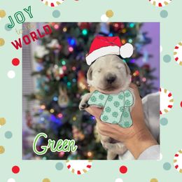 Golden Retriever Puppies from Ruff Life Goldens