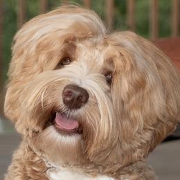 Meadow - Australian Labradoodle