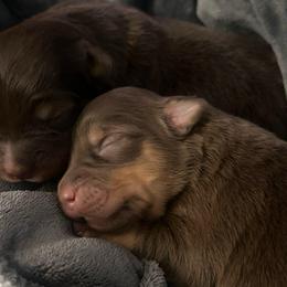 Girl 1 - Red tri female Toy Australian Shepherd puppy in Sulphur, Louisiana from Triple J Aussies and Corgis