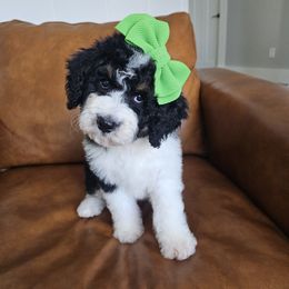 Aussiedoodle, Bernedoodle, and Double Doodle Puppies from Saltwater Doodles